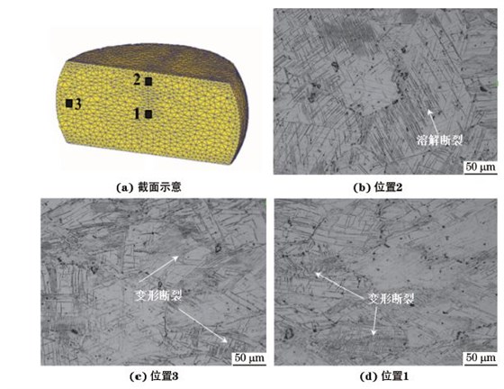 圖３ 在９８０ ℃、應(yīng)變速率為０．０１０s－１下壓縮至應(yīng)變量為３０％后GH４１６９合金不同區(qū)域的顯微組織