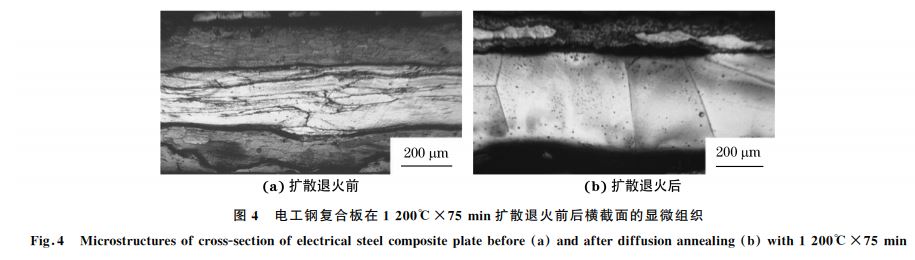圖４ 電工鋼復(fù)合板在１２００℃&times;７５min擴(kuò)散退火前后橫截面的顯微組織